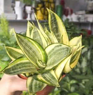 Cây Trầu Bà Vàng Thủy Sinh